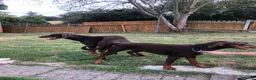 Dobermann dogs for stud: Lorcan (Lorcs) in Burton-on-Trent - Advert 21