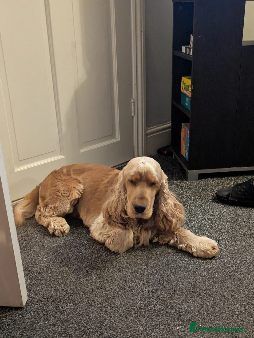 Gallery Image {{count}}