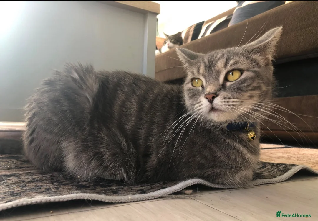 Turkish Angora cats for sale: Mia looking for a new home! - Advert 2
