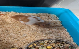 Hamster rodents for sale: Adorable hamster for sale - Image 3