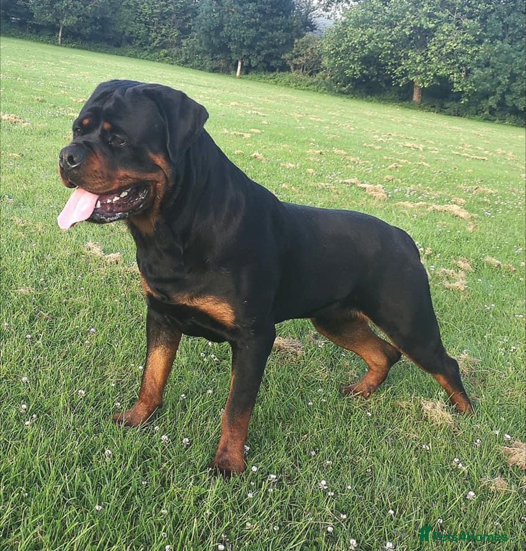 Rottweiler dogs for sale: Rottweiler  - Image 16