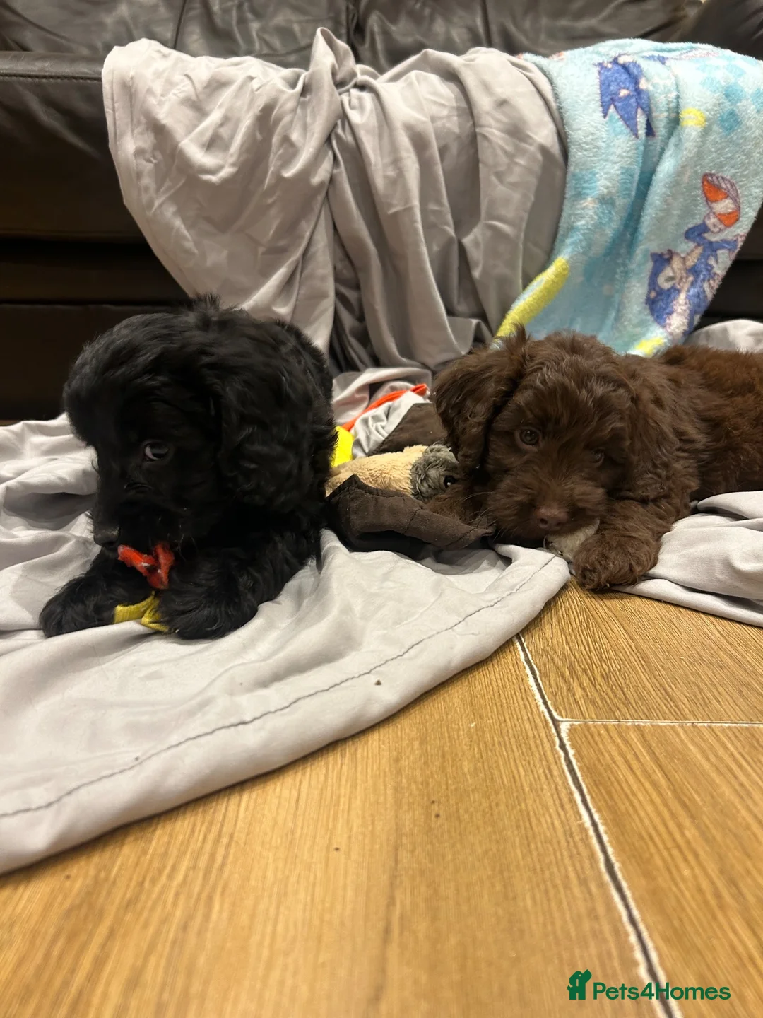 Cockapoo dogs for sale: F1 cockapoo puppies ready now boys and girls  - Advert 2