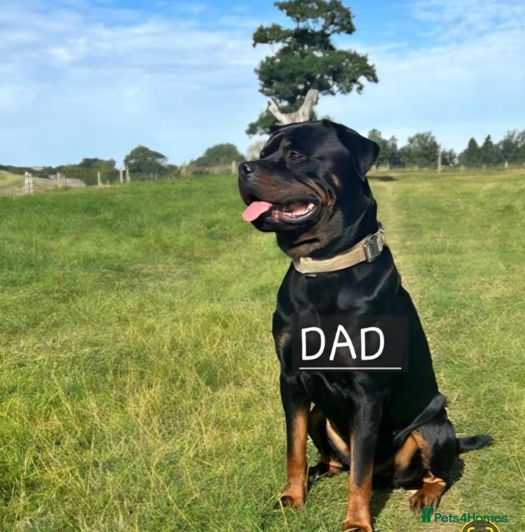 Rottweiler dogs for sale: Beautiful big 8 month old rotweiler  - Advert 8