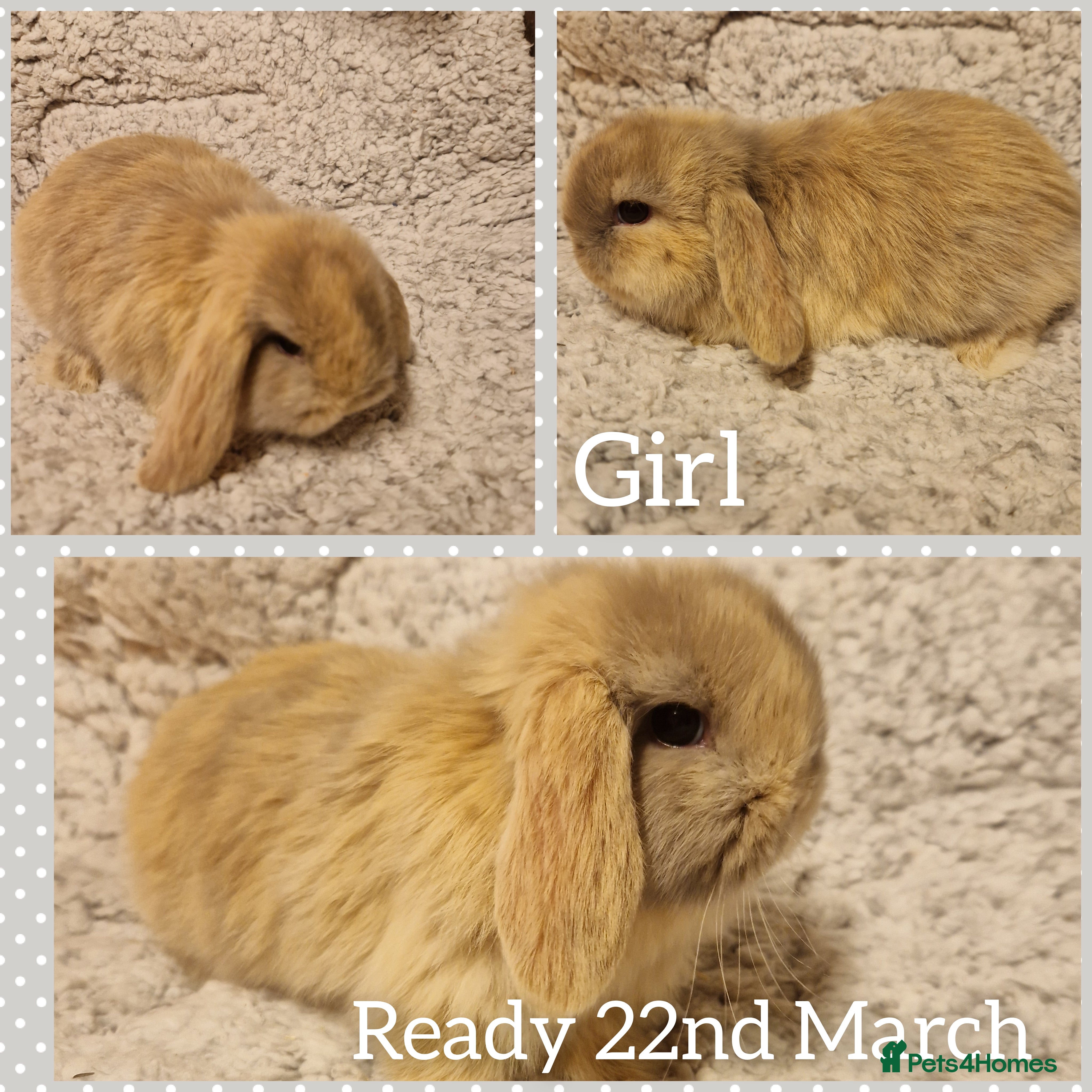 Mini Lop rabbits Stunning mini lop kits to reserve  - Advert 6