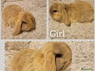 Mini Lop rabbits Stunning mini lop kits to reserve - Advert 6