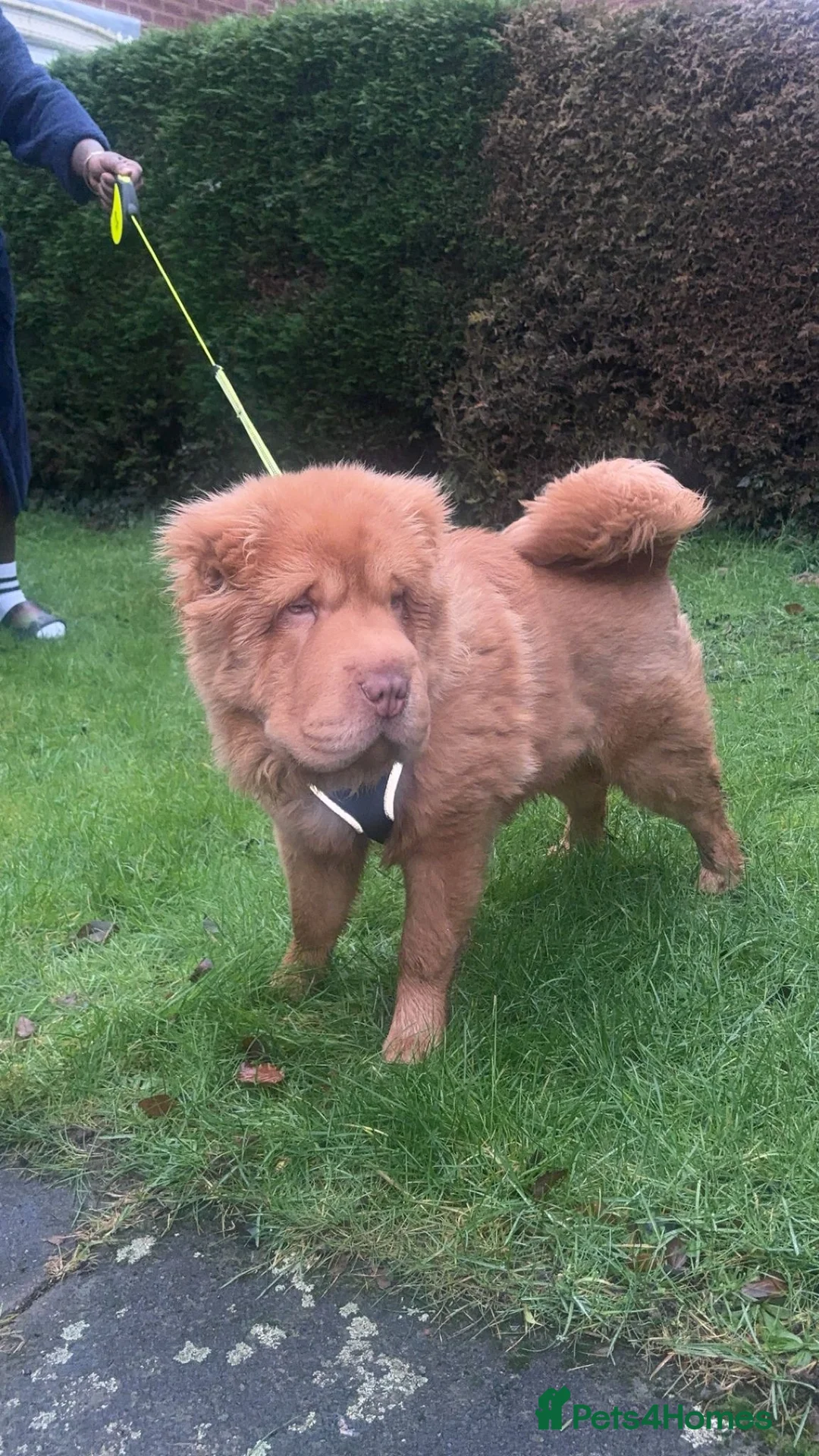 Shar Pei dogs for sale: Top quality bear coat sharpei  - Advert 15