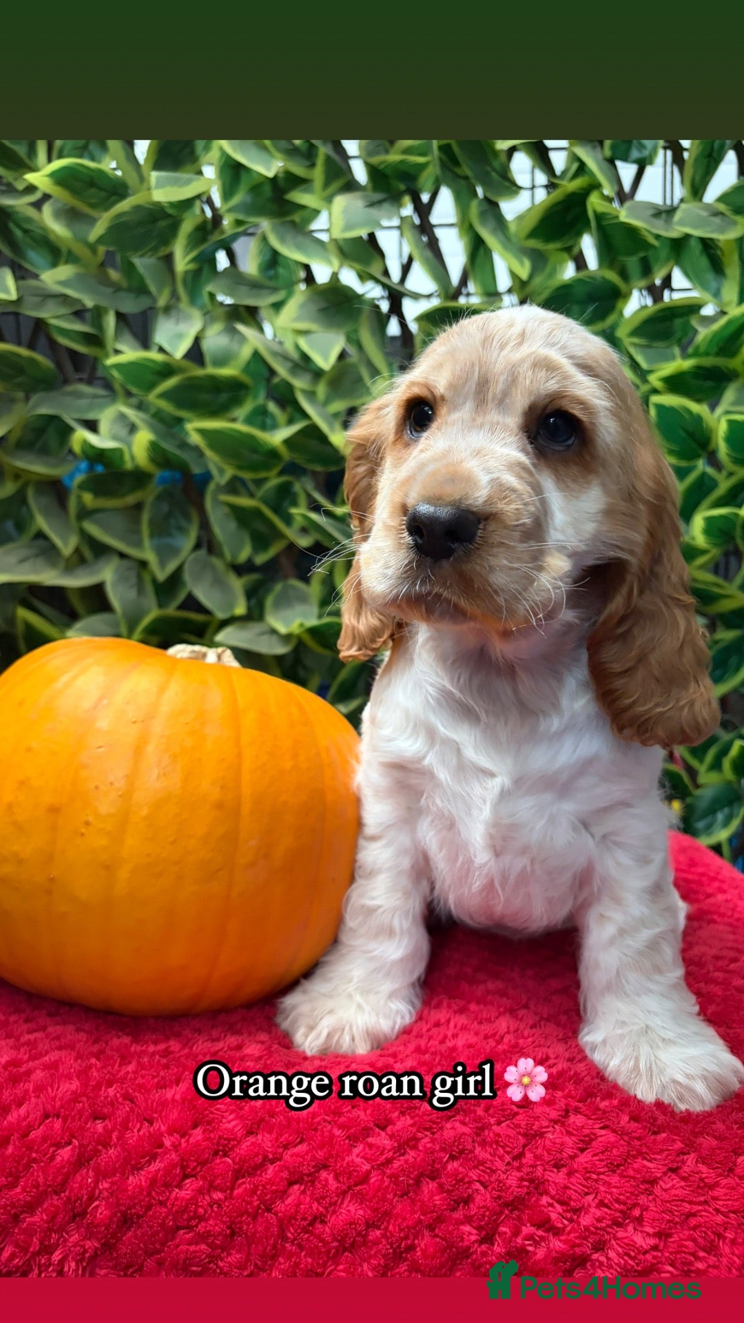 Cocker Spaniel dogs 🏆 Award Winning 🏆 - Advert 1