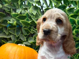 Cocker Spaniel dogs 🏆 Award Winning 🏆 - Advert 1