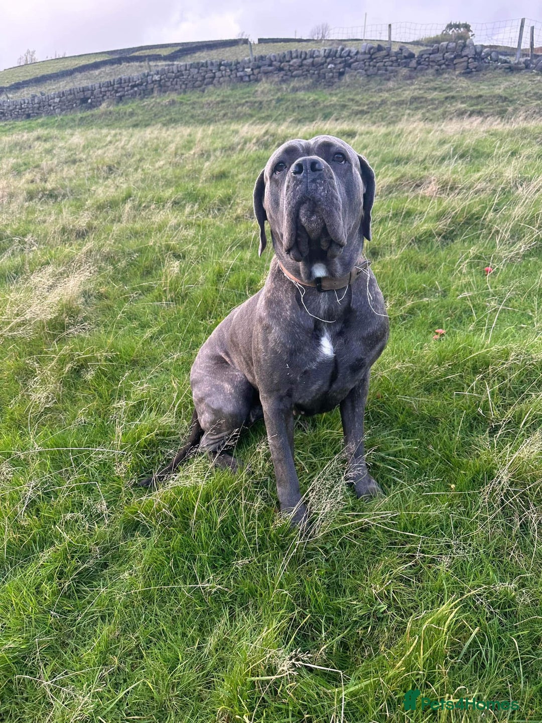 Cane Corso dogs for sale: Bella  - Advert 6