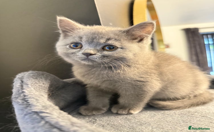 British Shorthair cats - Advert 1