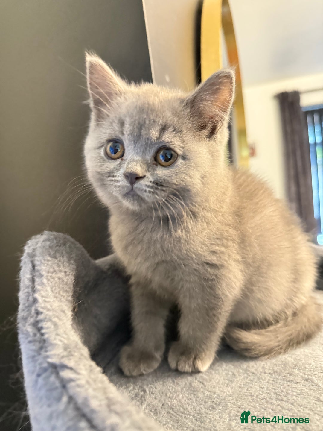 British Shorthair cats for sale: British shorthair looking for forever homes - Image 1