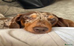 Miniature Dachshund dogs for sale: 2 Minature Dachshund - Image 7
