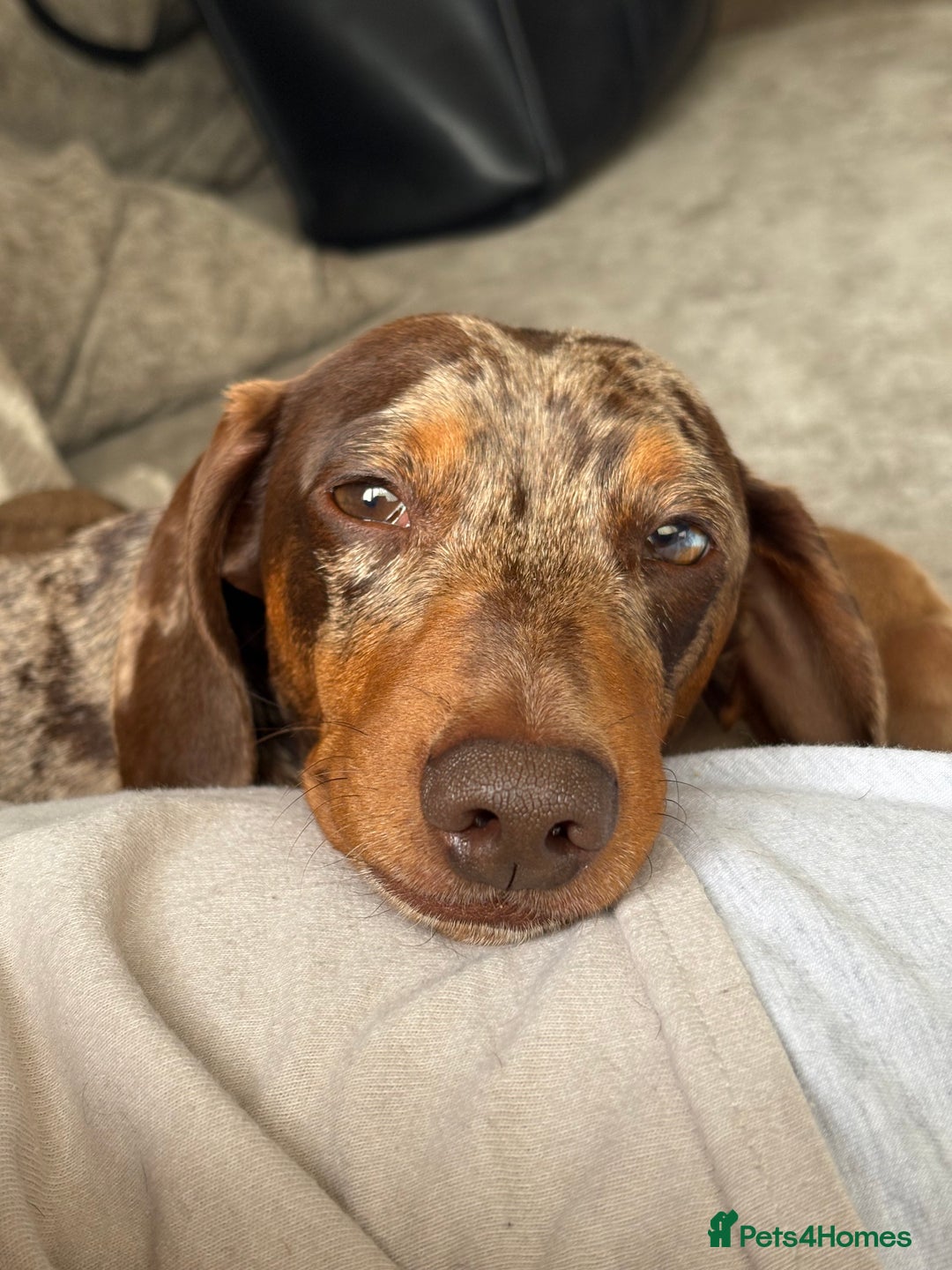Miniature Dachshund dogs for sale: 2 Minature Dachshund - Image 7