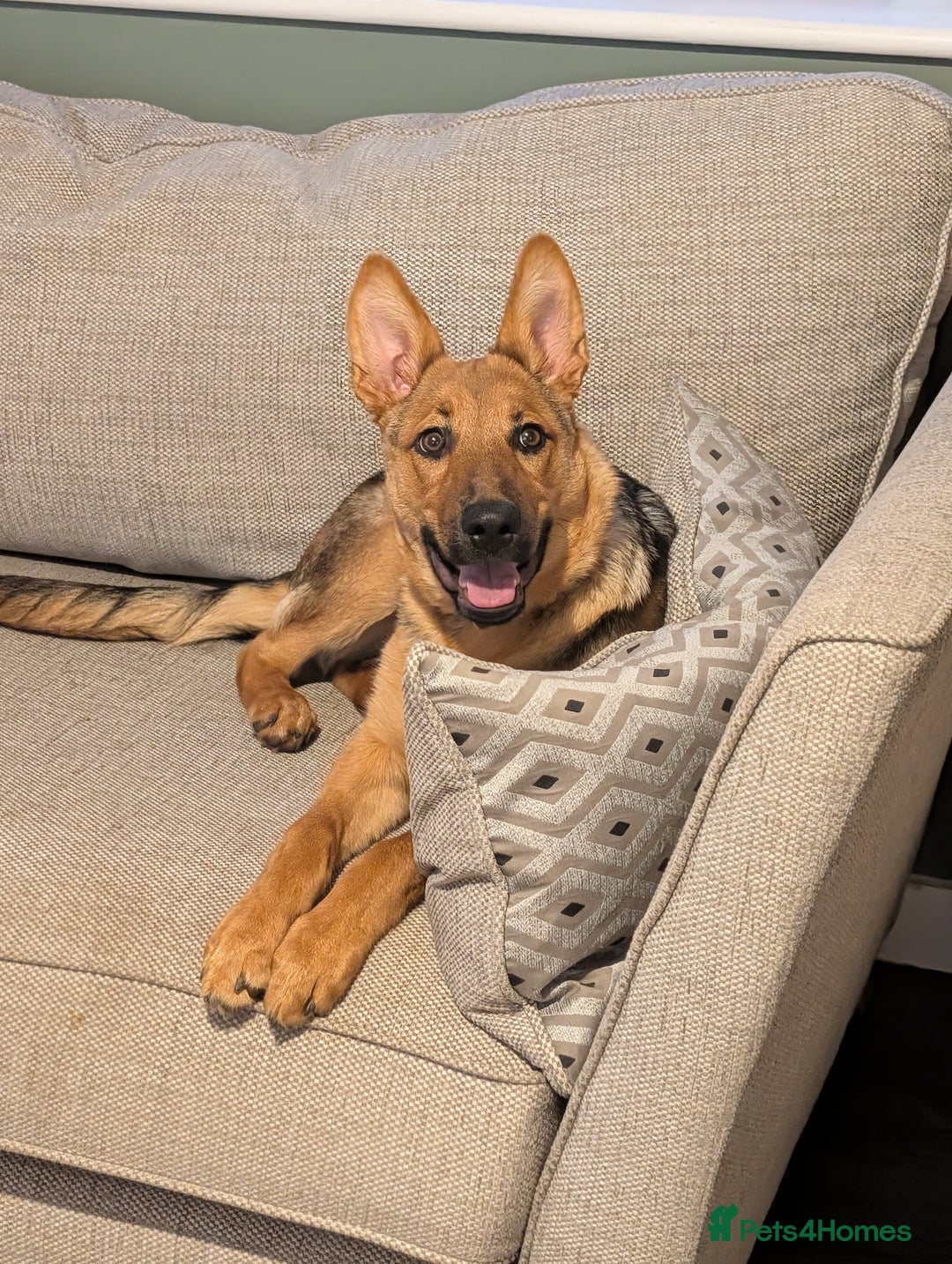 Mixed Breed dogs for sale: 6 month old female German shepherd cross  - Image 3