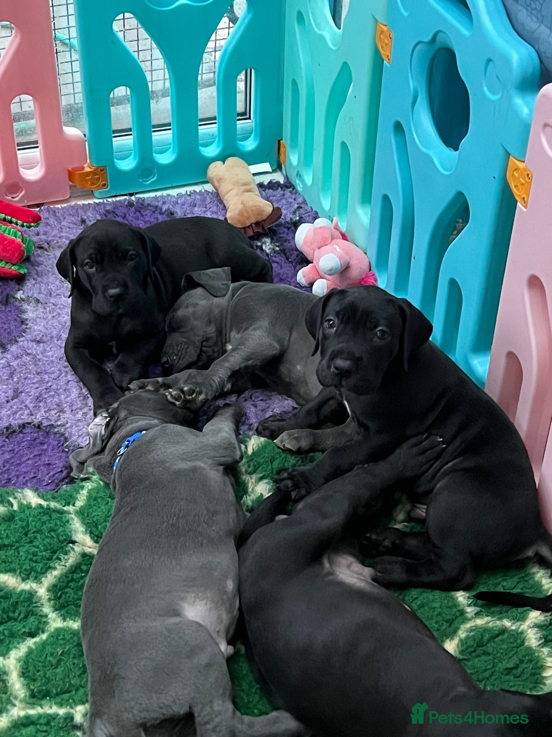 Great Dane dogs for sale: Great Dane puppies - Image 10