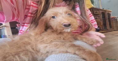 Goldendoodle dogs - Advert 8