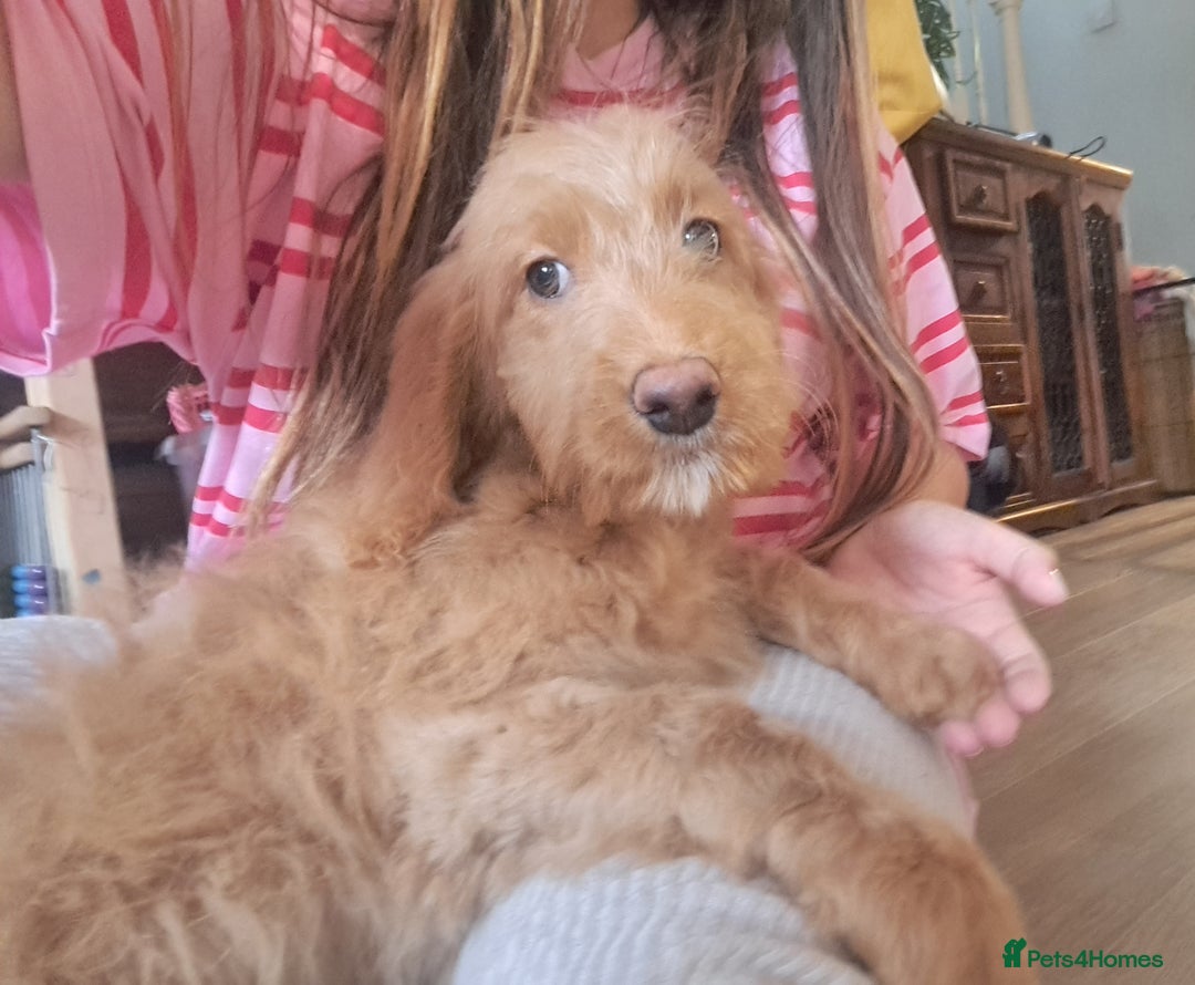 Goldendoodle dogs for sale: Goldendoodle Puppies – Ready for Walks 🐾 - Image 2