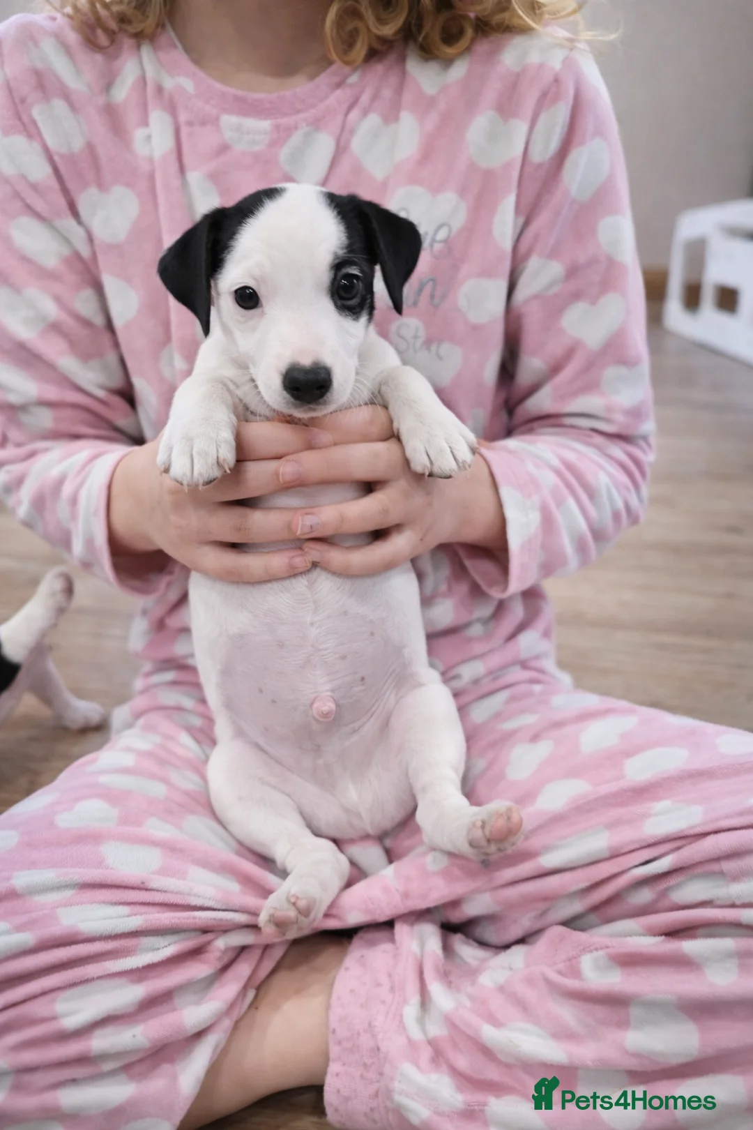 Mixed Breed dogs for sale: Parson Russell puppies for sale - Advert 24