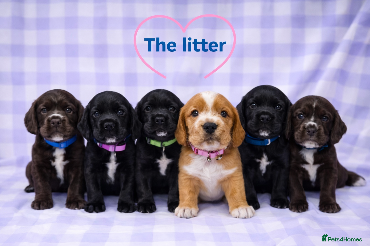 Cocker Spaniel dogs Beautiful Cocker Spaniel Puppies Ready 16th May - Advert 2