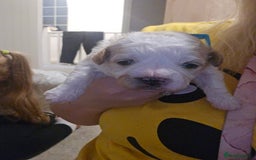 Mixed Breed dogs for sale: Beautiful shichon cross cavachon - Advert 3