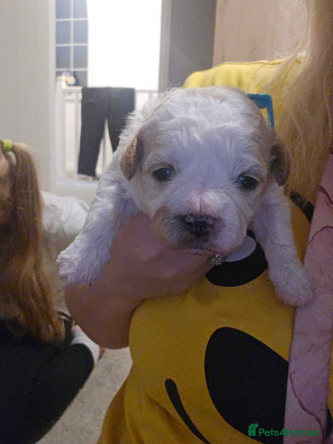 Mixed Breed dogs for sale: Beautiful shichon cross cavachon - Advert 3