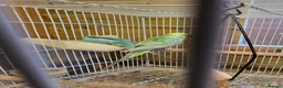 Budgerigars birds for sale: Breeding pair Budgies - Advert 1