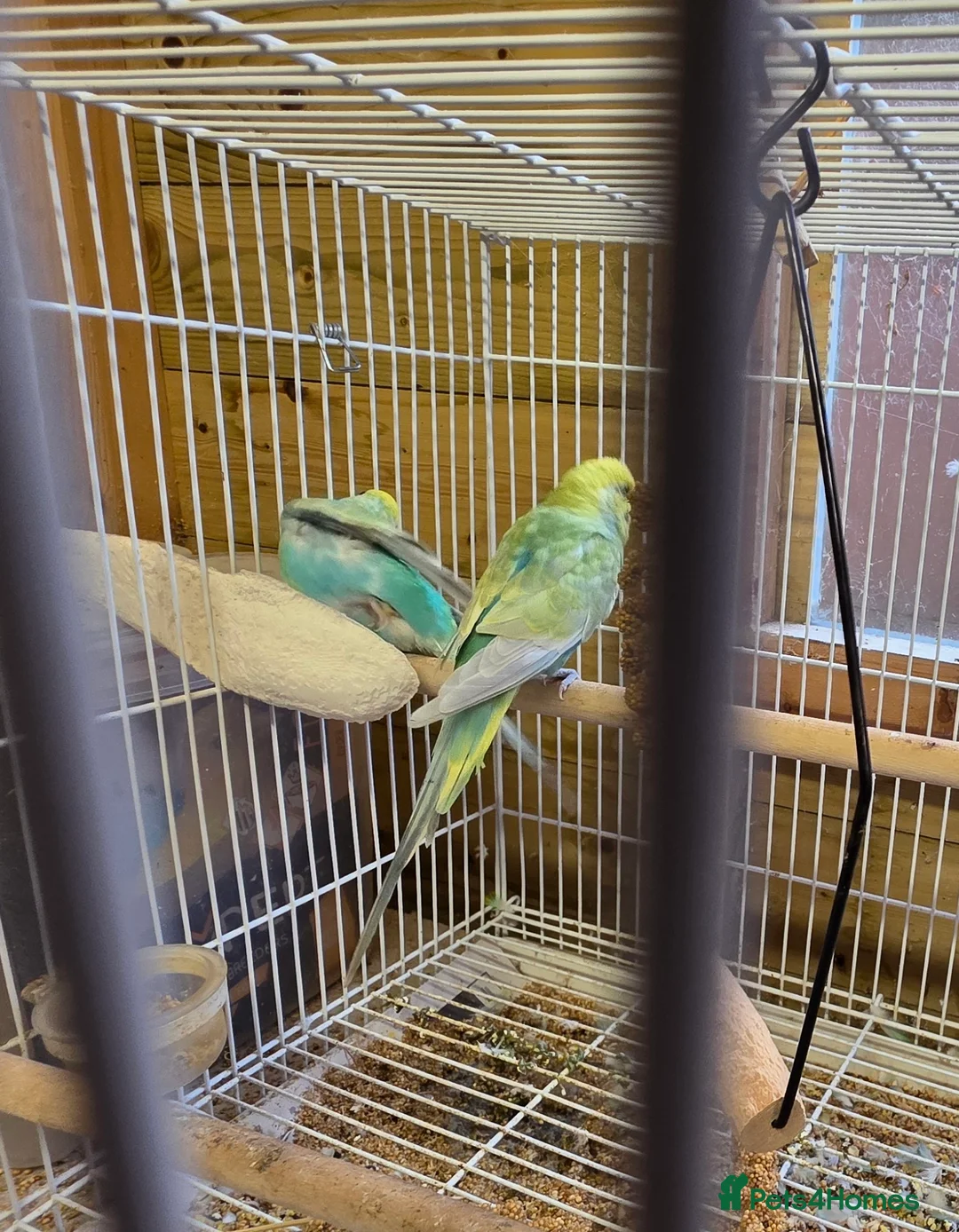 Budgerigars birds for sale: Breeding pair Budgies - Advert 1