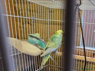 Budgerigars birds Breeding pair Budgies - Advert 1