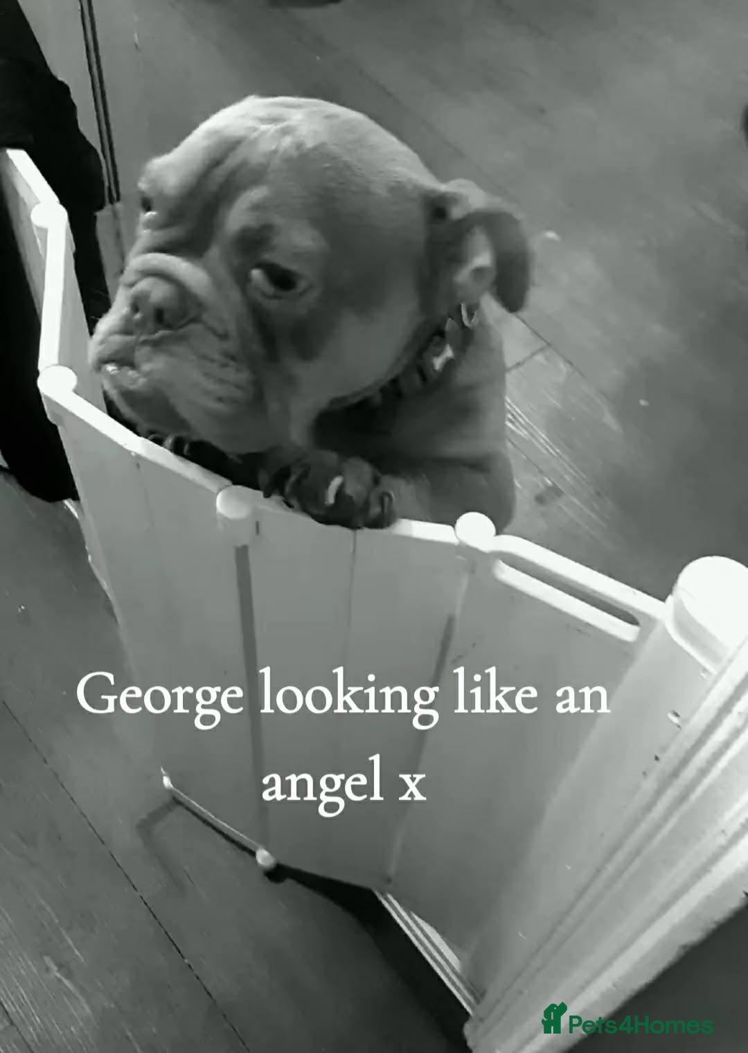 Olde English Bulldogge dogs  GEORGE Old English bulldog 16 month old - Advert 1