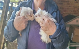 Guinea Pig rodents for sale: Beautiful baby Guinea pigs - Advert 3