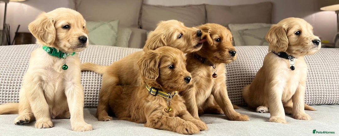 Goldendoodle dogs for sale: Hereditary clear mum. Fully hip elbow and DNA Dad. - Image 8