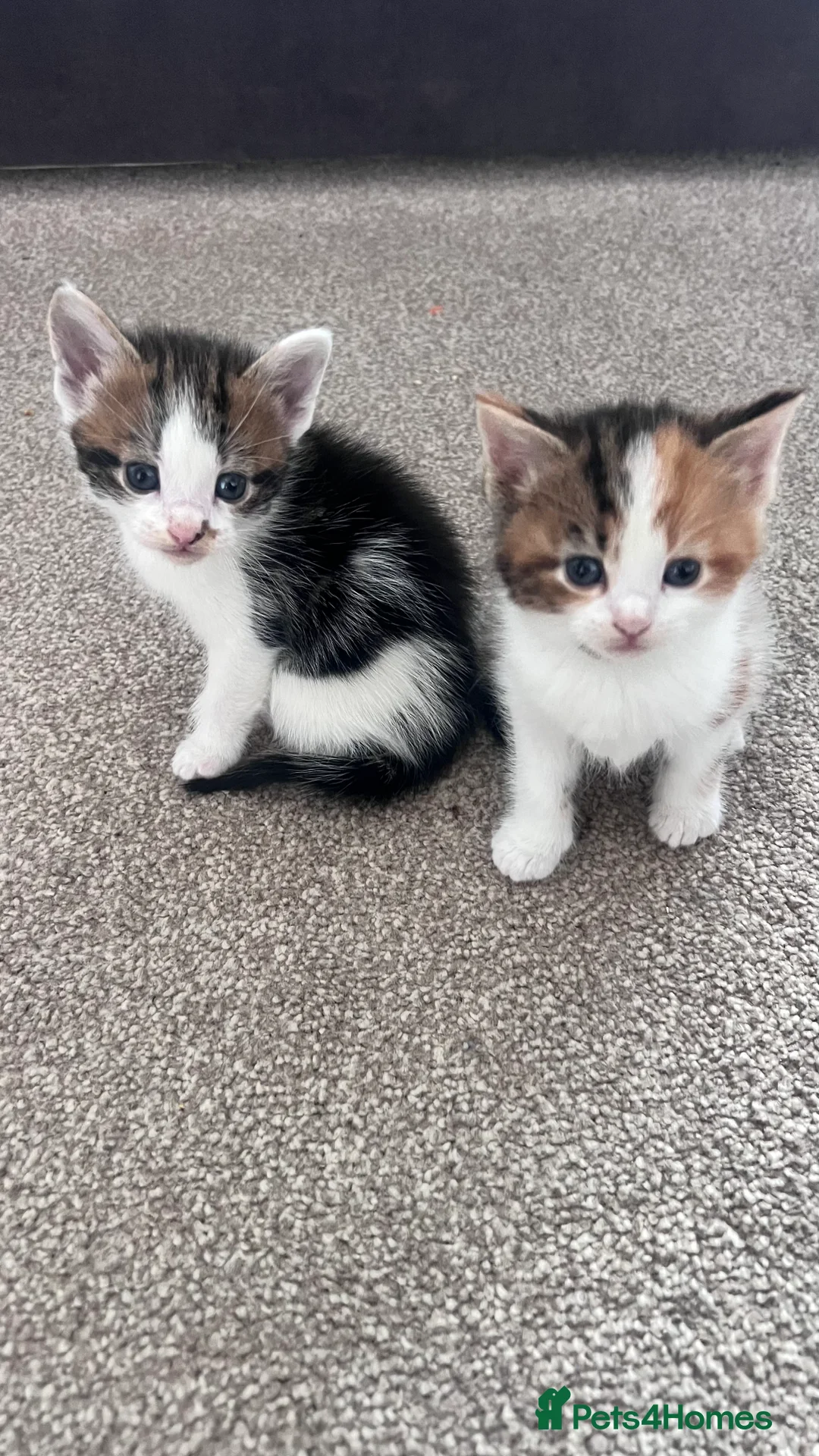 Mixed Breed cats for sale: 2 gorgeous kittens looking for their forever home - Advert 2