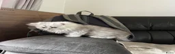 Persian cats for sale: Chinchilla Persians  - Advert 3