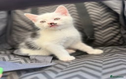 Mixed Breed cats for sale: very friendly kittens looking for a new home - Image 16