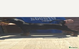 Dobermann dogs for sale: Male dobermann - Image 3