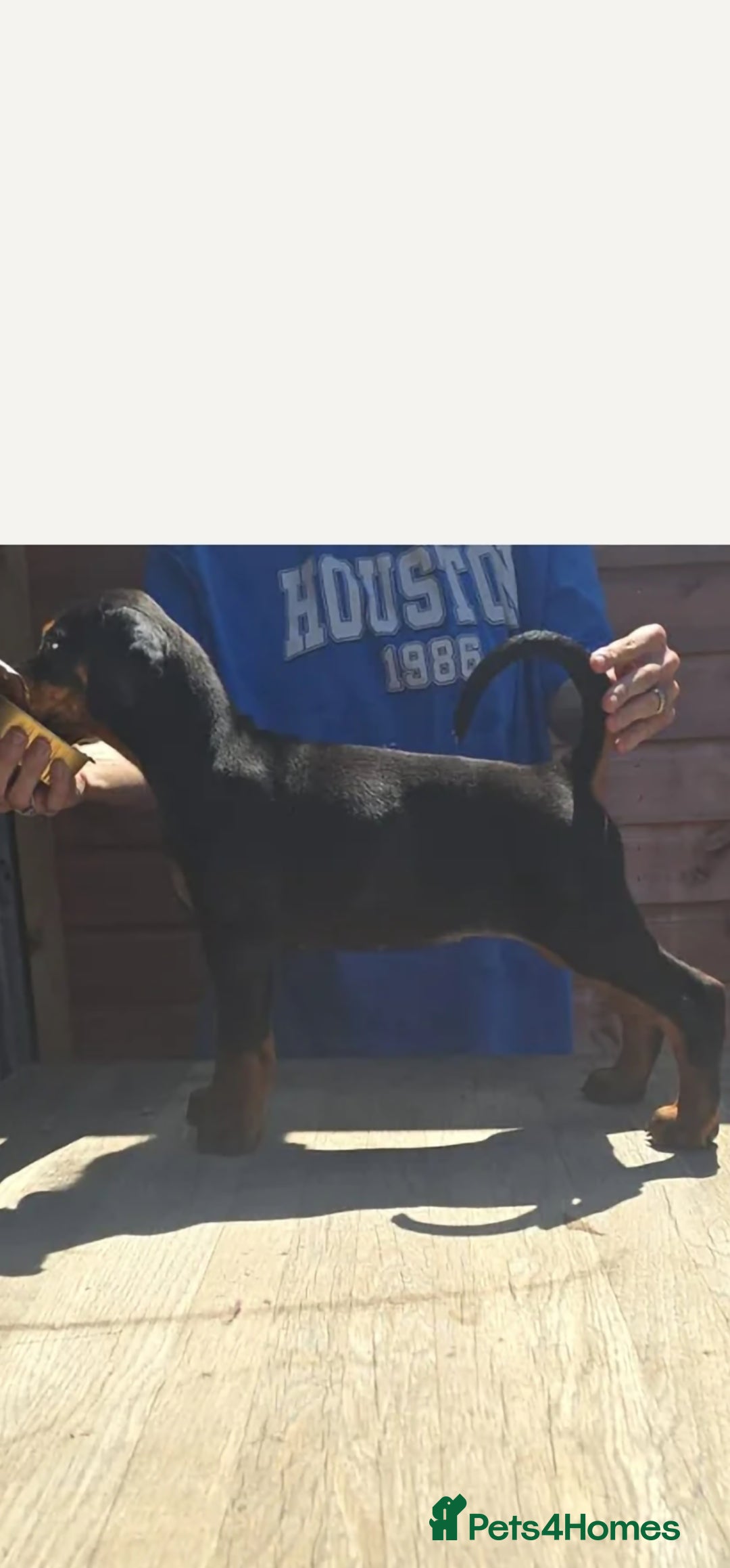 Dobermann dogs for sale: Male dobermann - Image 3