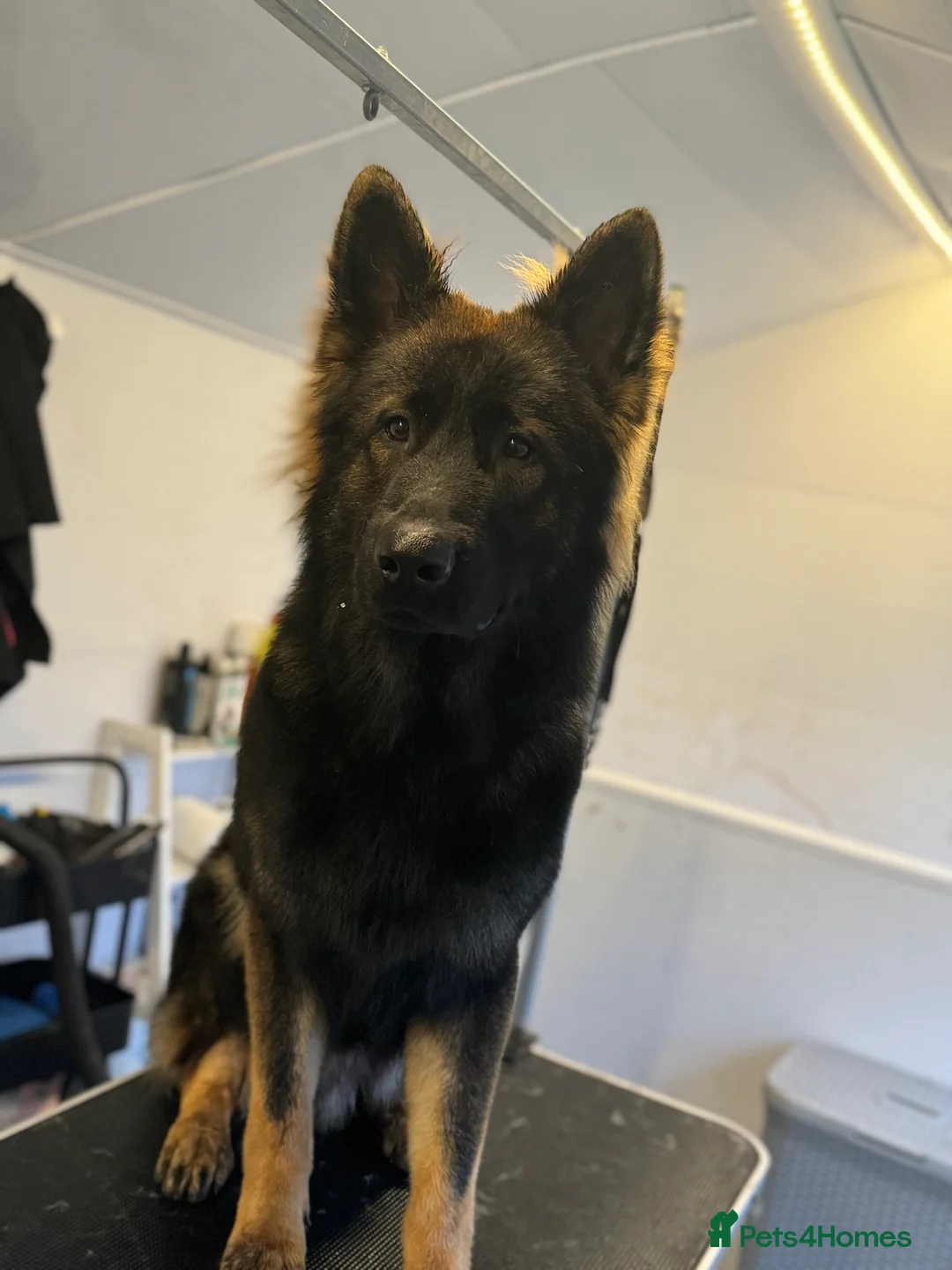 German Shepherd dogs for stud: Kc registered German shepherd  - Advert 3