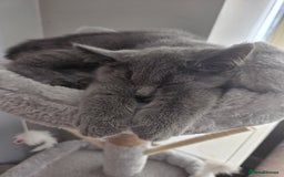 British Shorthair cats for sale: Gorgeous british shorthair 11 week old boy - Image 2