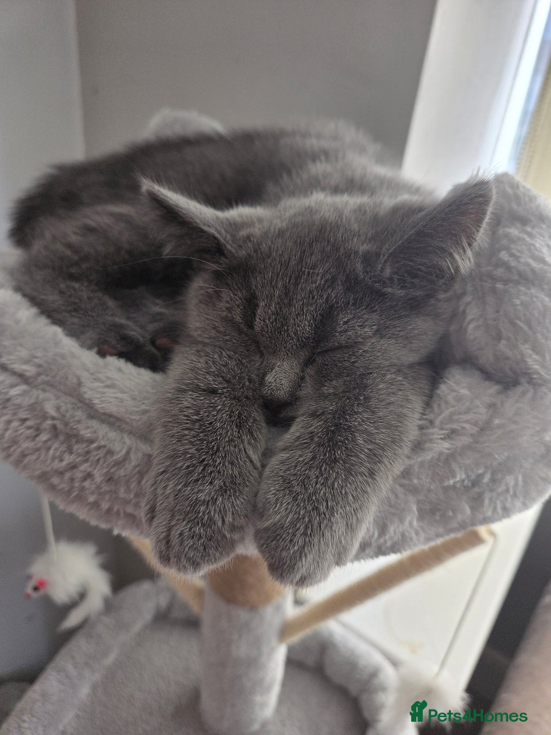 British Shorthair cats for sale: Gorgeous british shorthair 11 week old boy - Image 2