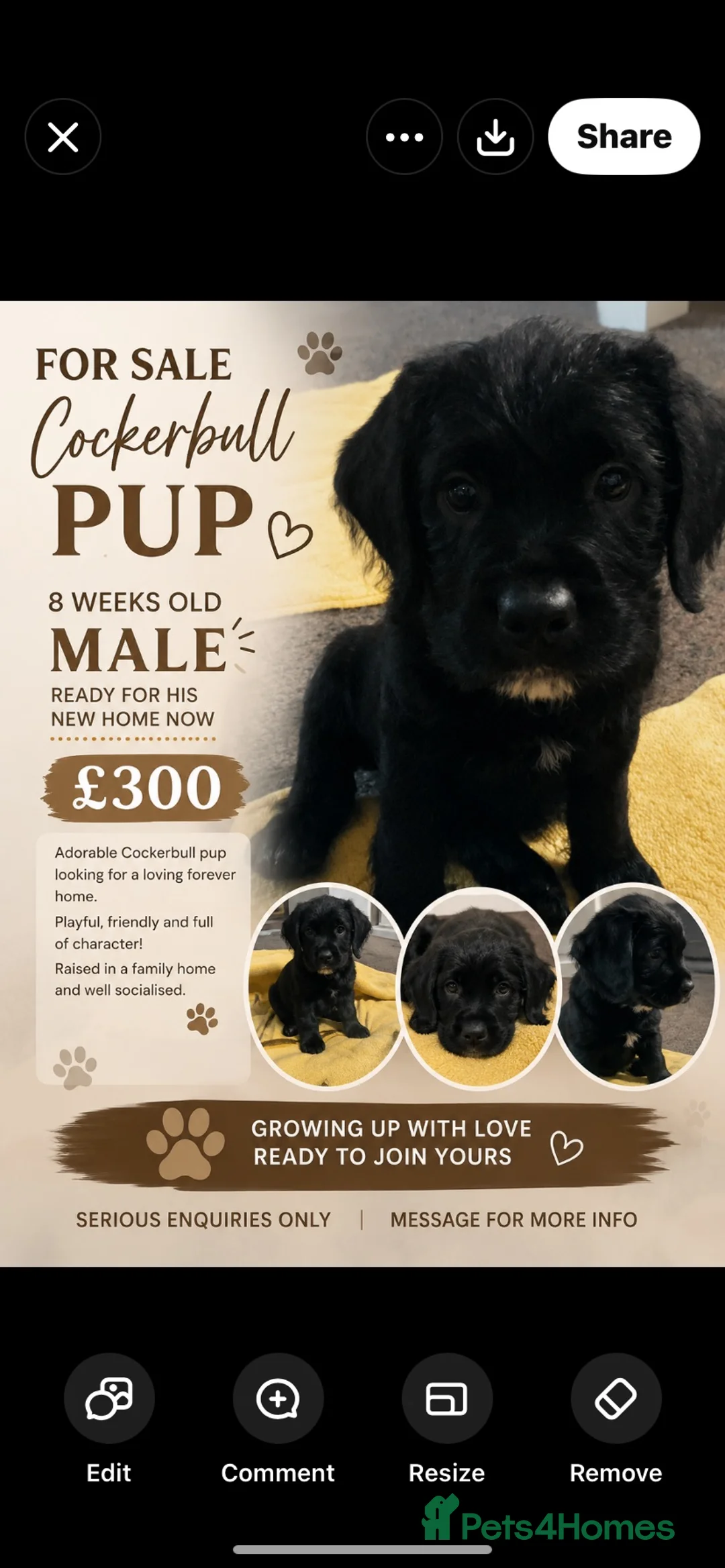 Mixed Breed dogs for sale: Cocker bulls - Advert 1