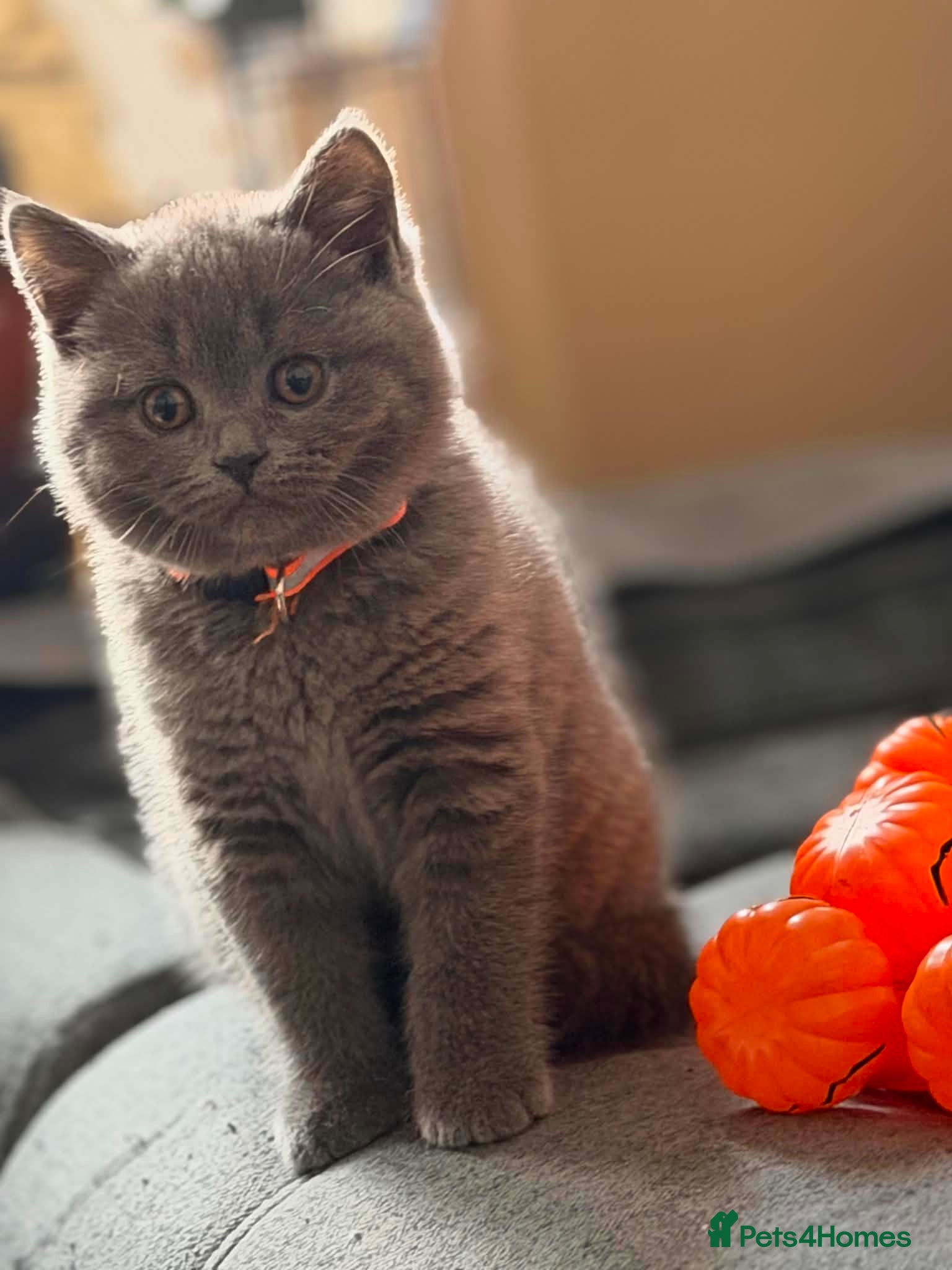 British Shorthair cats StunningGCCF Registered British Shorthair Kittens  - Advert 15
