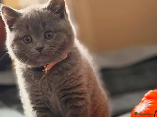 British Shorthair cats StunningGCCF Registered British Shorthair Kittens - Advert 15