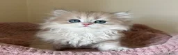 British Shorthair cats for sale: Quality Golden Kittens - Advert 7