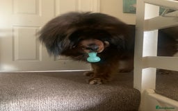 Tibetan Mastiff dogs for sale: 2 Wonderful Tibetan Mastiffs for rehoming - Image 2