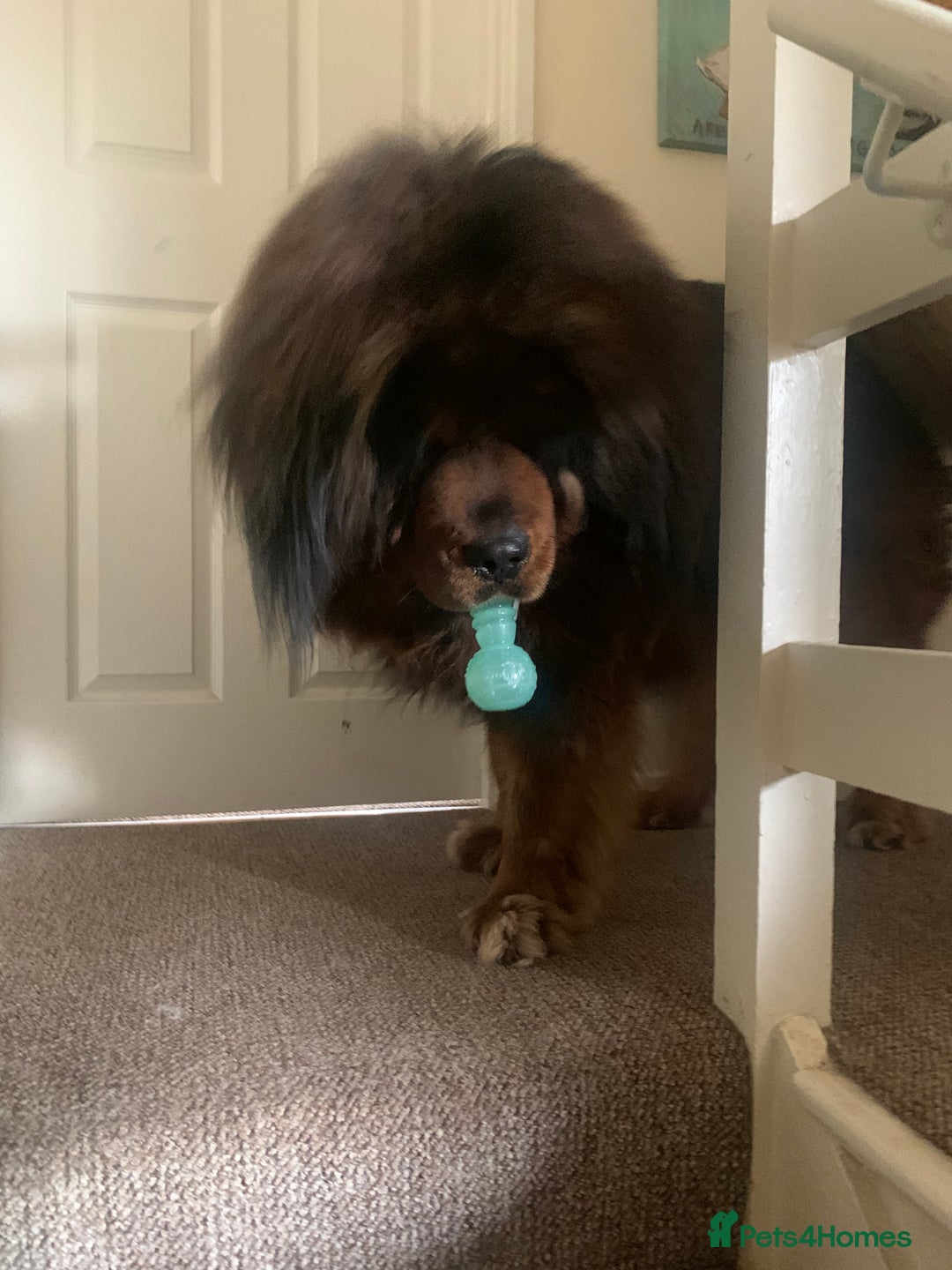 Tibetan Mastiff dogs for sale: 2 Wonderful Tibetan Mastiffs for rehoming - Image 2