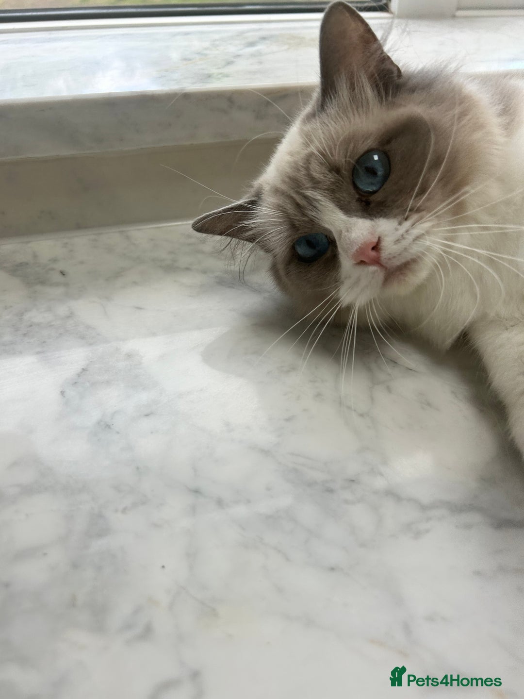 Ragdoll cats for sale: Beautiful Ragdolls Available. - Image 5