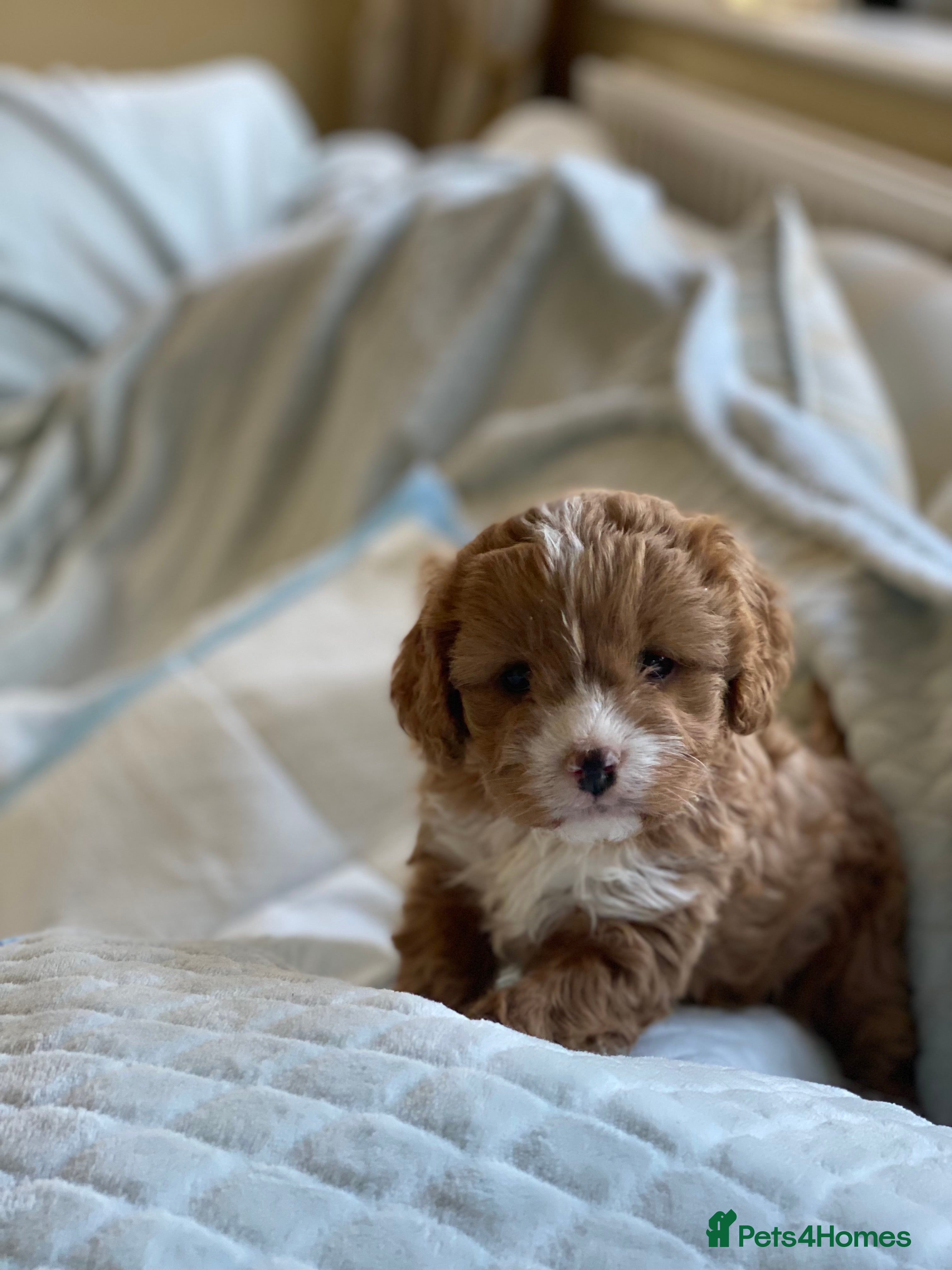 Cavapoo dogs Stunning F1 Cavapoo Girl Puppy - Advert 1