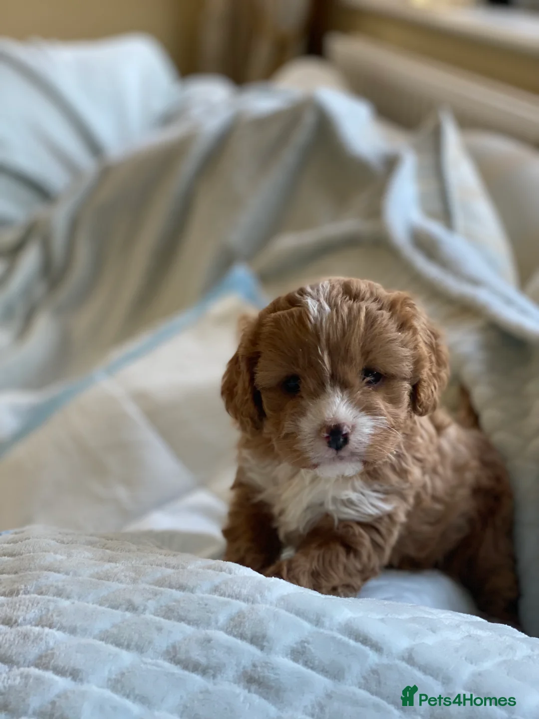 Cavapoo dogs for sale: Stunning F1 Cavapoo Girl Puppy - Advert 1