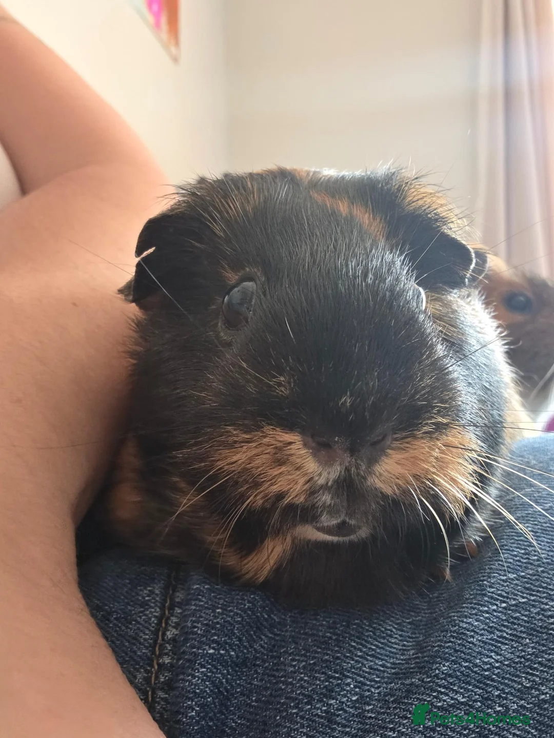 Guinea Pig rodents for sale: Two female guinea pigs - Advert 7