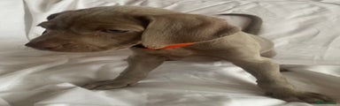 Weimaraner Puppy Orange